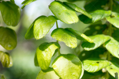 莫尔德,烟曲霉菌,细菌垫,青霉菌,琼脂,患病植物,蘑菇的结构,孢子,皮氏培养皿