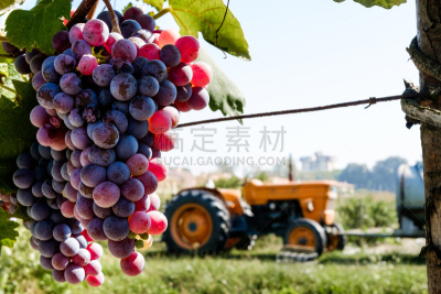 葡萄酒酿造,桑娇维塞葡萄,科马基奥,酒神巴克斯,罗马涅大区,莫尔乐葡萄,葡萄酒,水平画幅,地下室,古典式