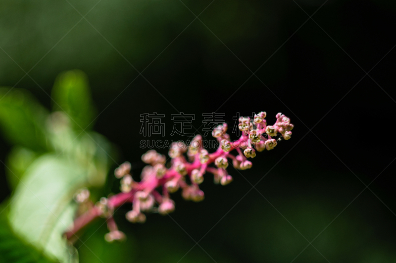 植物,白昼,特写,浆果,美洲商陆,日光,野生植物,鹭管鱼,常春藤,药