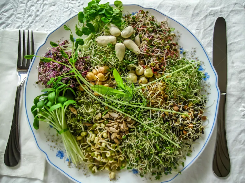 秧苗 沙拉 紫花苜蓿芽 三叶草芽 豆芽 酶 麦克格林 绿豆 鹰嘴豆 豌豆图片素材下载 稿定素材