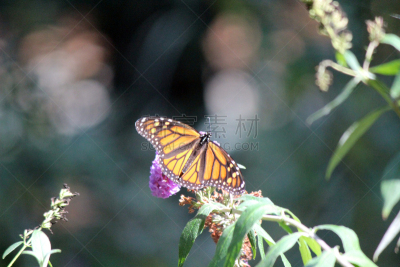 黑脉金斑蝶,背景虚化,水平画幅,蝴蝶,无人,mariposa grove,2015年,夏天,户外,醉鱼草