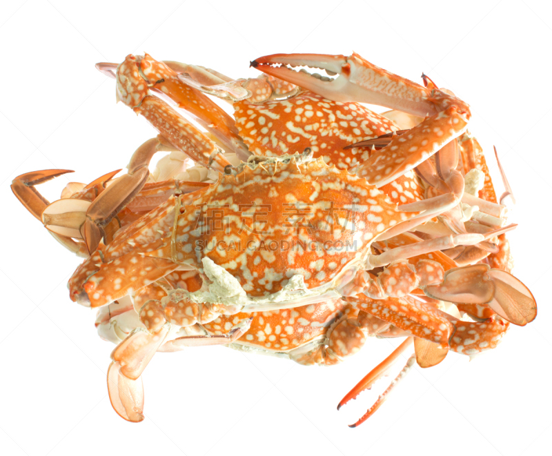 螃蟹,水平画幅,巨大的,腹腔,海产,特写,泰国,白色,热带气候,甲壳动物