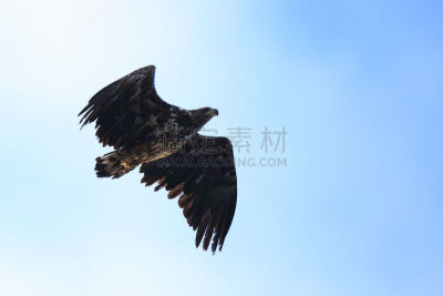 白尾鹰,白色,海鹰,自然,留白,野生动物,食肉鸟,水平画幅,无人,鸟类