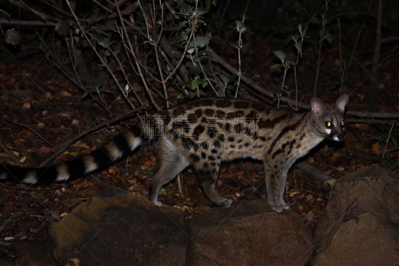 小斑点香猫,克鲁格国家公园,夜晚,南非,悄悄接近猎物,野猫,害羞,食肉目,特有物种,野生猫科动物