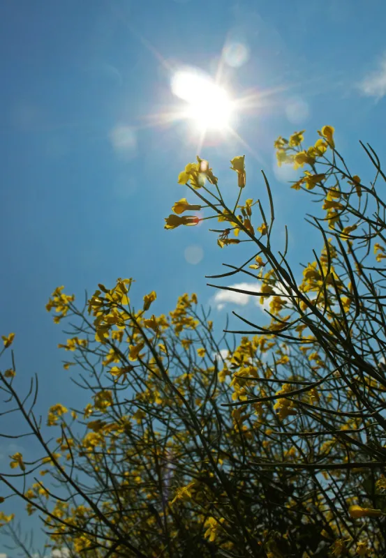 芸苔 加拿大 日光 花头 草原 垂直画幅 低视角 生物 无人 夏天图片素材下载 稿定素材 芸苔 加拿大 日光 花头 草原 垂直画幅 低视角 生物 无人 夏天图片素材下载 稿定素材