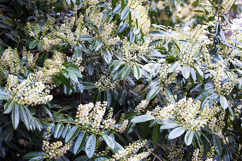 英国 春天 月桂花冠 英格兰 枝繁叶茂 月桂树叶 3到4个月 充满的 白色 黄色图片素材下载 稿定素材