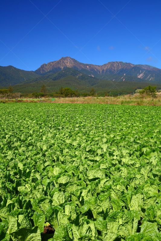 蔬菜,田地,山,农业,长野县,清新,菜园,景观设计,著名景点,农场