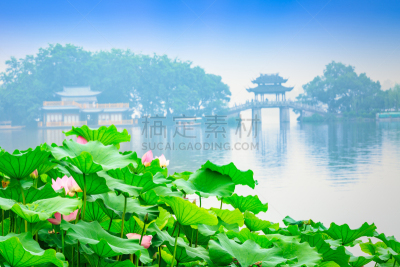 西湖,杭州,荷花,自然美,池塘,景观设计,自然公园,桥,湖,亭台楼阁