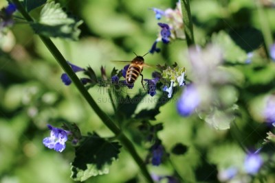 eine Biene bestäubt die Blüte