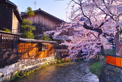 春天,祗园,白川乡,城镇景观,著名景点,吉野樱花,京都市,京都府,樱桃树,河流