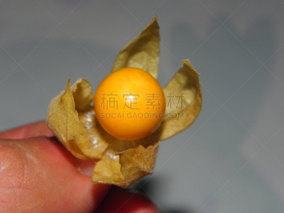 酸浆属,粘果酸浆,日本灯笼,醋栗,宫灯百合,豆荚,中国灯笼,小心轻放,植物茎,草药
