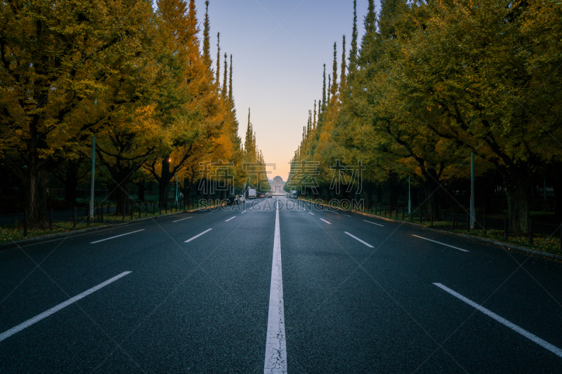 林荫路,银杏,东京,明治神宫外苑,美,公园,水平画幅,无人,旅行者,户外