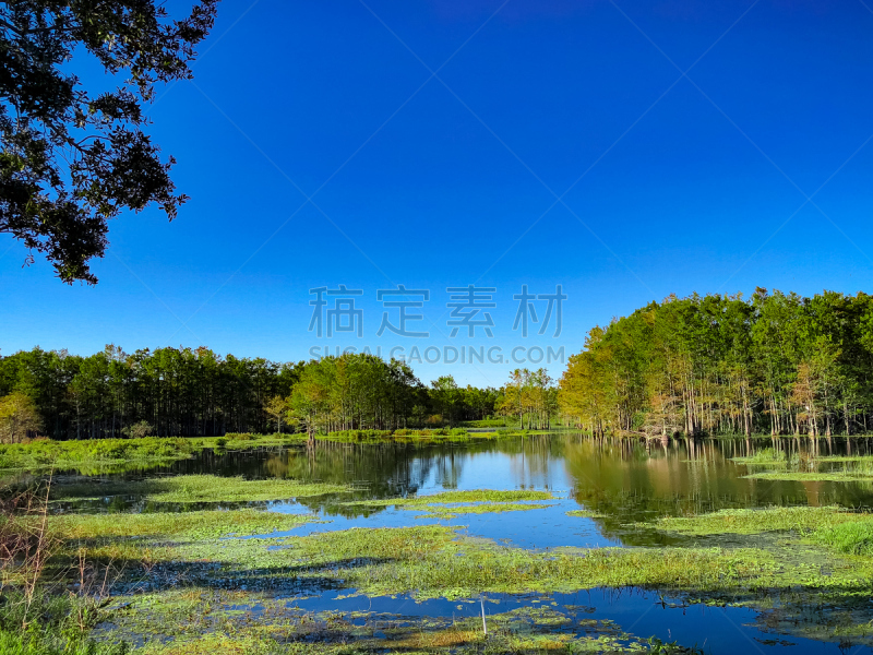 沼泽,河流,水,塞普雷斯艾斯兰德,风,秋分,枝繁叶茂,早晨,芦苇,湖