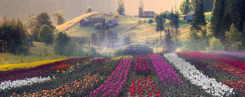 郁金香,水平画幅,雪,无人,五月,早晨,植物,山,农业,花头