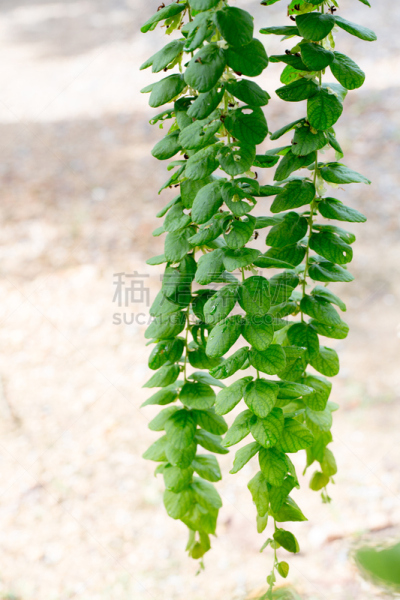 莫尔德,烟曲霉菌,细菌垫,青霉菌,琼脂,患病植物,蘑菇的结构,孢子,皮氏培养皿