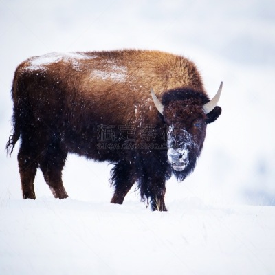 雪,美洲野牛,黄石公园,美国西部,黄石县,怀俄明,著名景点,自然美,深雪,动物眼睛
