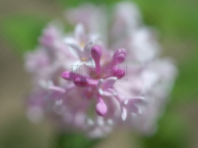 柔和,丁香花,自然美,地形,户外,夏天,色彩鲜艳,多色的,白色,芳香的