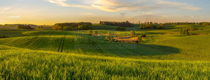 全景,幼小动物,谷类食品,第一名,阳光光束,斯普林费德,决心,高大的,日出,照亮