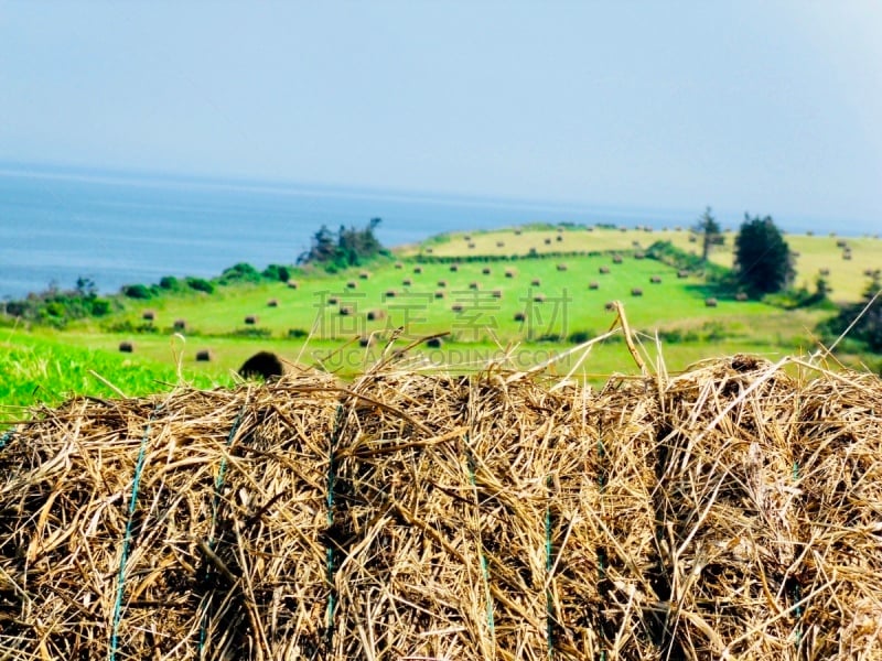 Haystacks on a land of Gaspésie by the sea.