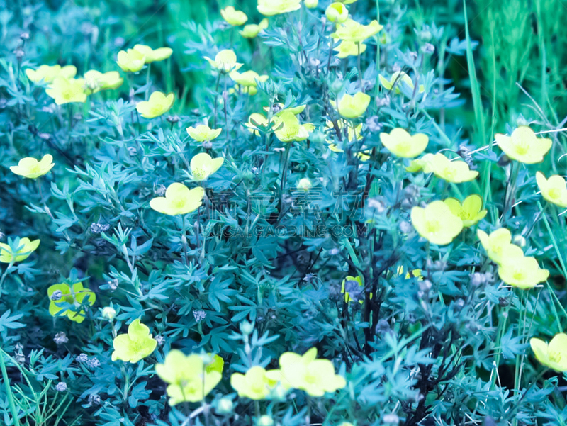 草,冻原,楚科塔地区,植物群,活力,华贵,云,环境保护,针灸针,针叶