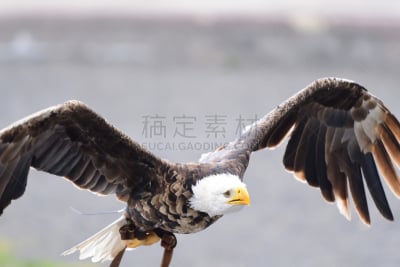 白头鹰,动物主题,肖像,翅膀,一只动物,自然美,动物,鸟类,户外,海鹰