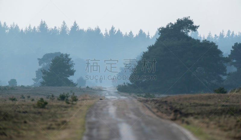 自然保护区,单车道,松树,森林,天空,美,公园,停泊的,旷野,摩尔人风格