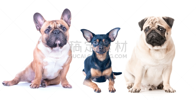 toy terrier,巴哥犬,法国斗牛犬,狗,白色背景,分离着色,三只动物,水平画幅,小的,可爱的