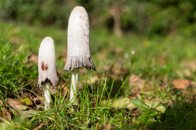 草,全部,蘑菇,林地地表,自然,褐色,水平画幅,秋天,无人,苔藓