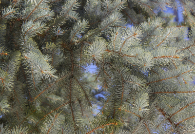 枝,杉树,背景,未来,新的,雪,feather star,明亮,十二月,冬天