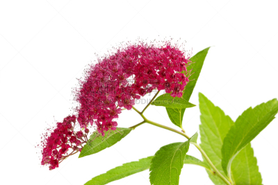 bee plant,植物,叶子,分离着色,水平画幅,无人,蔷薇科,特写,仅一朵花,花蕾
