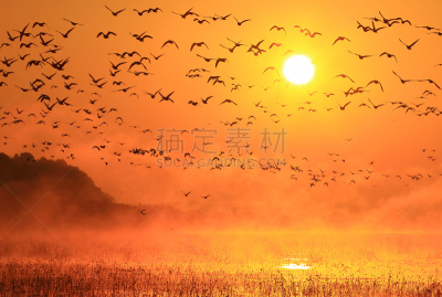 早晨,izunuma,水,天空,水平画幅,无人,鸟类,野外动物,沼泽,户外