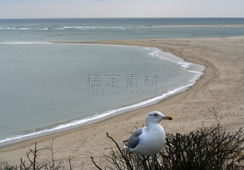 柯德角,海滩,马萨诸塞,海鸥,查塔姆,水平画幅,沙子,鸟类,动物身体部位,偏远的