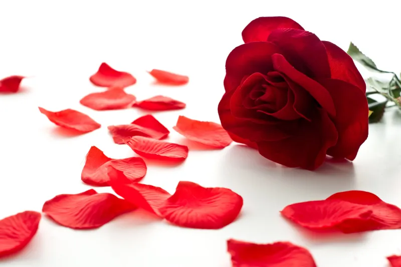 玫瑰花瓣 玫瑰花瓣图片 玫瑰花瓣素材下载 稿定素材 玫瑰花瓣 玫瑰花瓣图片 玫瑰花瓣素材下载 稿定素材