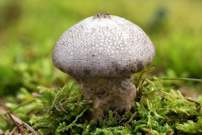 Macro photo of a Common puffball fungus (Lycoperdon perlatum) mushroom on the mossy ground