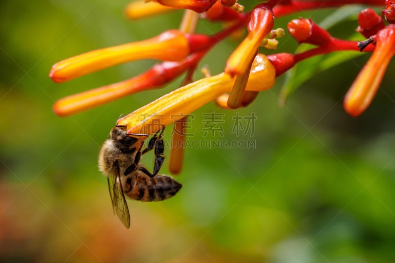 蜜蜂,体育活动,醉娇花,神牛,迈阿密,红发人,水平画幅,形状,植物,园艺