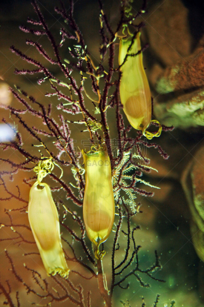 自然,垂直画幅,无人,红色石帆海扇,鲨鱼,生物学,特写,海洋,水族馆,悬挂的