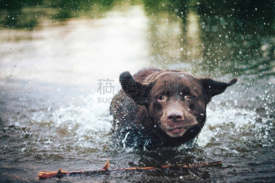 池塘,狗,浴盆,水,褐色,brown dog tick,纯种犬,寻回犬,水平画幅,进行中