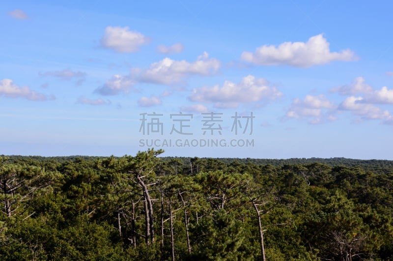 四方连续纹样,背景聚焦,森林,纹理效果,天空,水平画幅,无人,夏天,户外,草