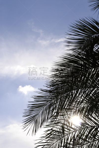 棕榈树,日光,canary island date palm,海枣树,棕榈叶,自然,垂直画幅,天空,无人,蓝色