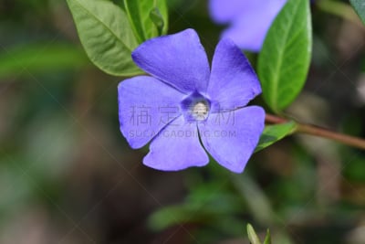 长春花属,童年,清新,英国,小的,自然美,番樱桃,春天,植物,户外