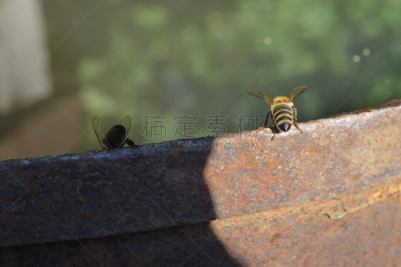 蜜蜂,两只动物,轻的,阴影,皮艇冲浪,自然,水平画幅,小的,夏天,桶