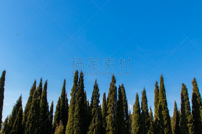 柏树,蓝色背景,环境,草,杉树,植物,夏天,户外,天空,草地