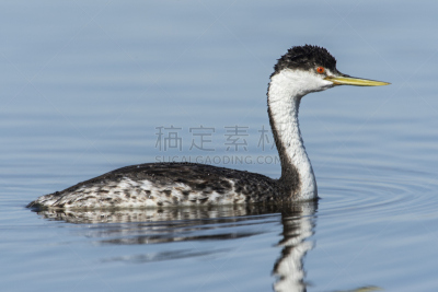 西鸊鷉,宁静,水,鸊鷉,水平画幅,无人,鸟类,户外,湖,加利福尼亚