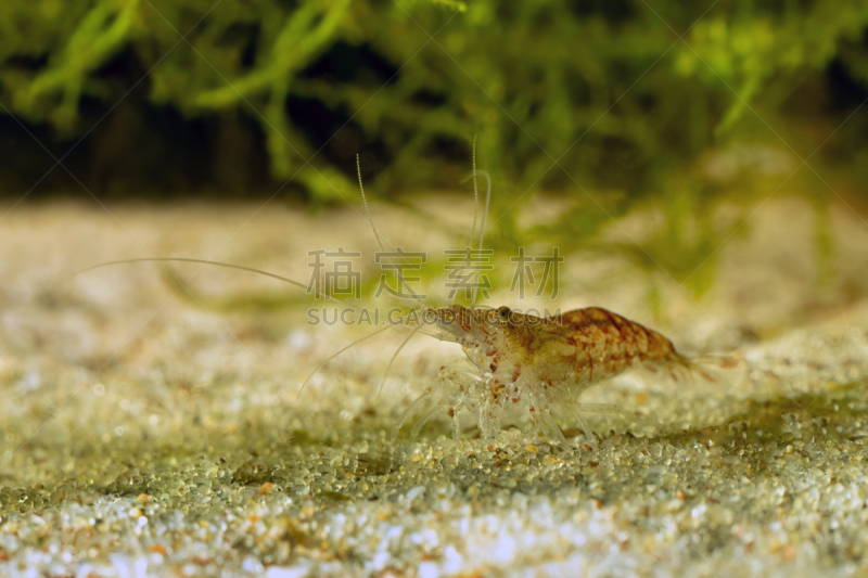 鱼缸,虾,雄性动物,红色,猎蜘蛛,水肺潜水,水,水平画幅,无人,表格