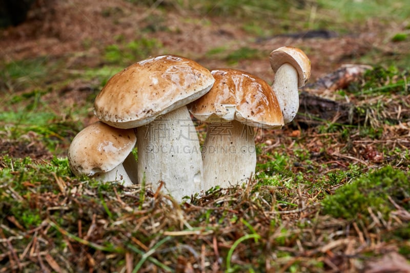 真菌,野外动物,美味牛肝菌,褐色,水平画幅,素食,生食,户外,针叶,特写