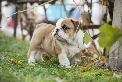 可爱的,小狗,英格兰斗牛犬,纯种犬,肖像,狗,哺乳纲,草,小的,动物