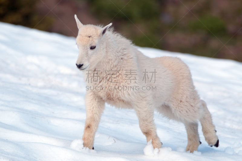 野生白山羊,奥林匹克国家公园,雪地,华盛顿州,婴儿,安琪拉斯港,飓风山脊,万德富卡海峡,奥林比亚,奥林匹克山脉