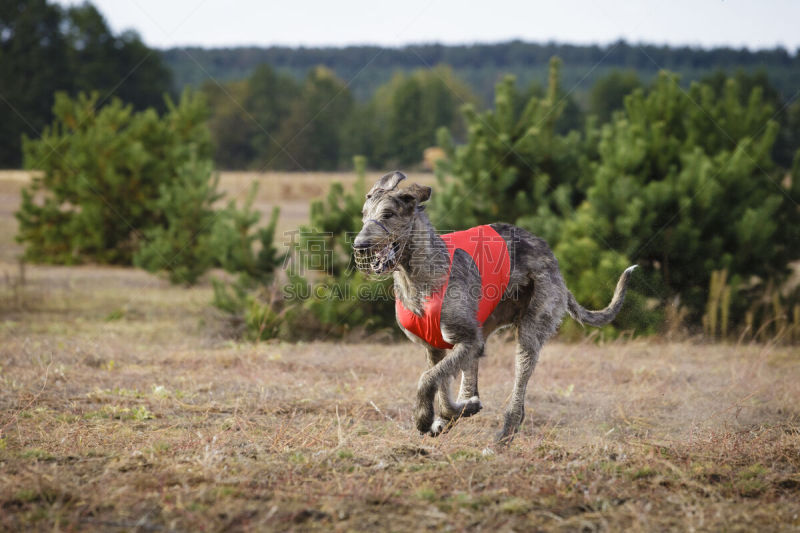 狗,爱尔兰猎狼犬,格林威治,留白,体育比赛,水平画幅,足球运动,乌克兰,户外,哺乳纲