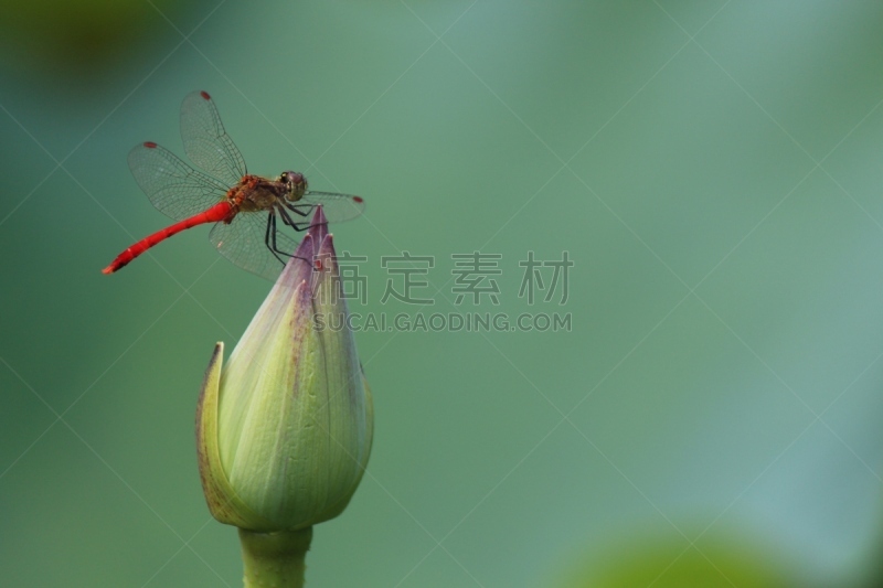 荷花,蜻蜓,美,水平画幅,无人,园艺,撇水蜻蜓,工厂,野外动物,夏天