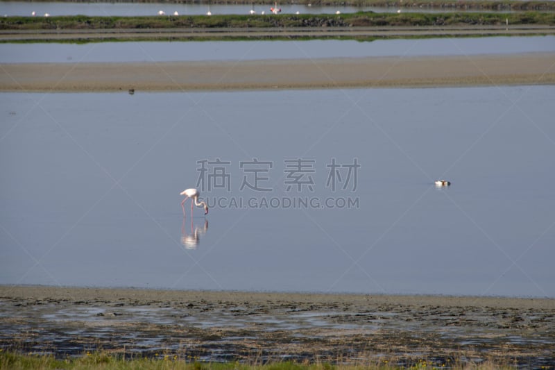 火烈鸟,圣伯纳犬,红棕色马,莱斯博斯岛,自然,野生动物,阿根廷,水平画幅,无人,蓝色